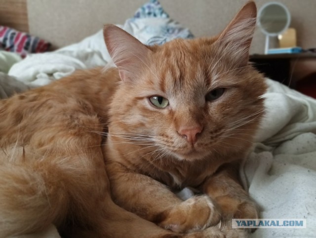 Котовторник 09.04.24