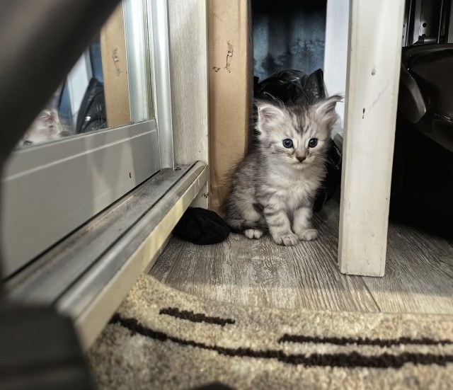 В третий раз поработились