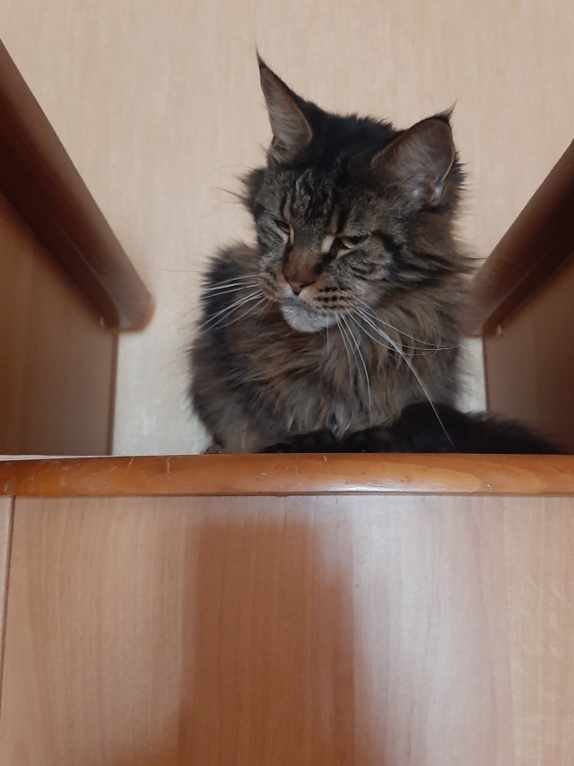 Мэйн-кун!  Котовторнику посвещается!
