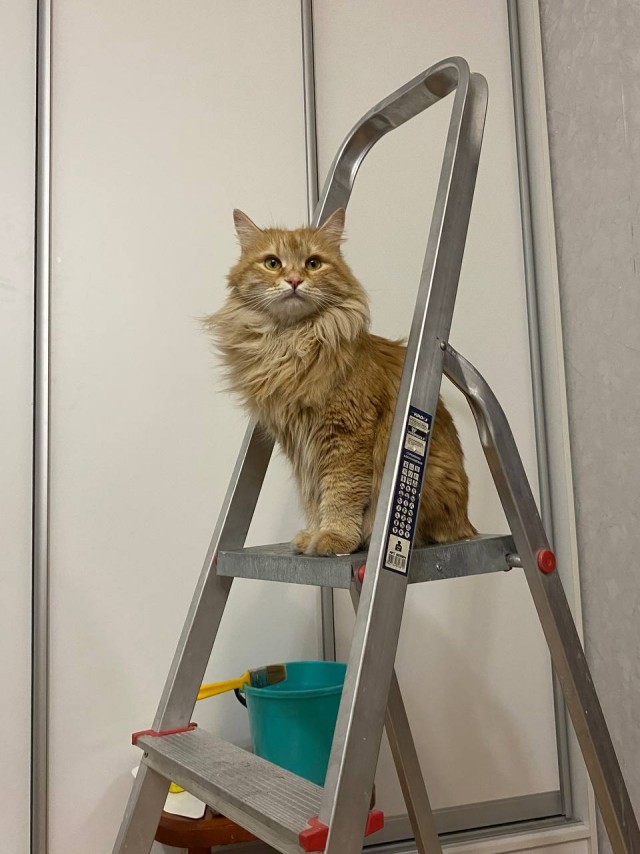 Жизнь с котом в одной картинке