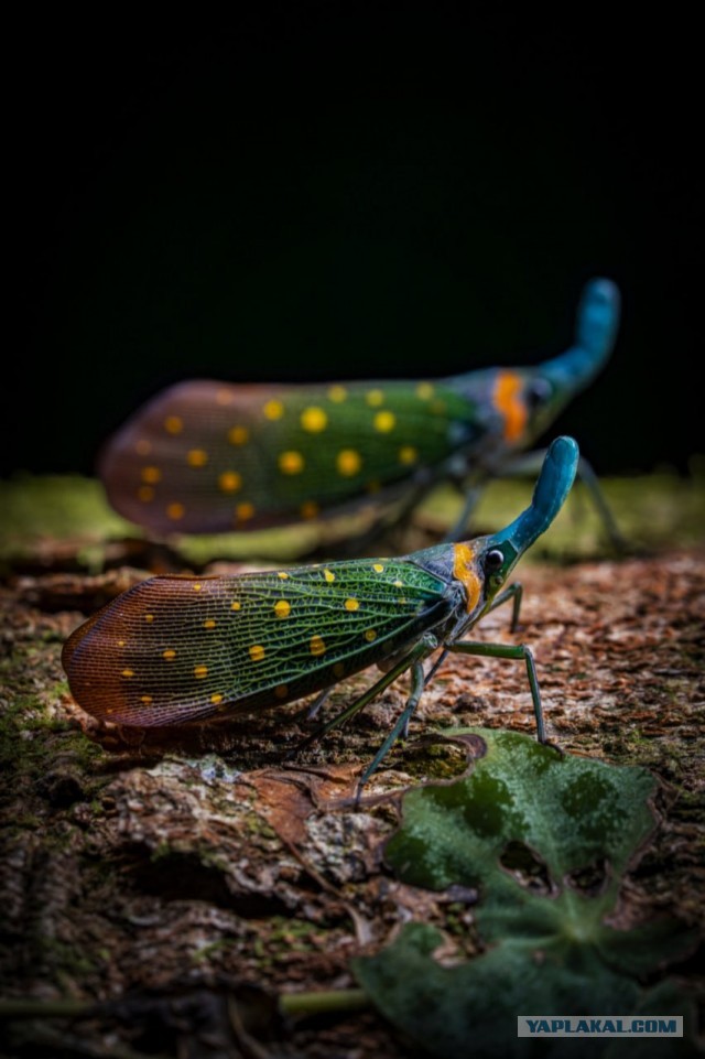 Объявлены победители конкурса World Nature Photography Awards 2025