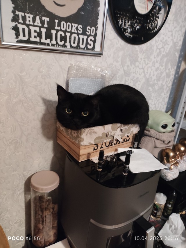 Это что, котовторник?
