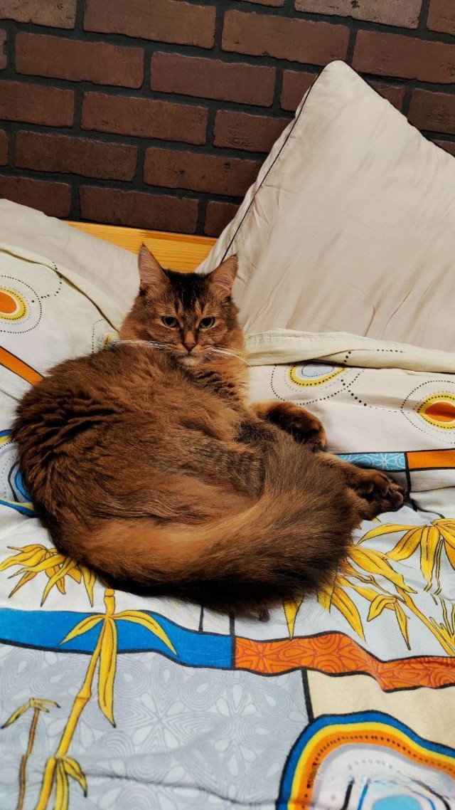Хвостище к котовторнику