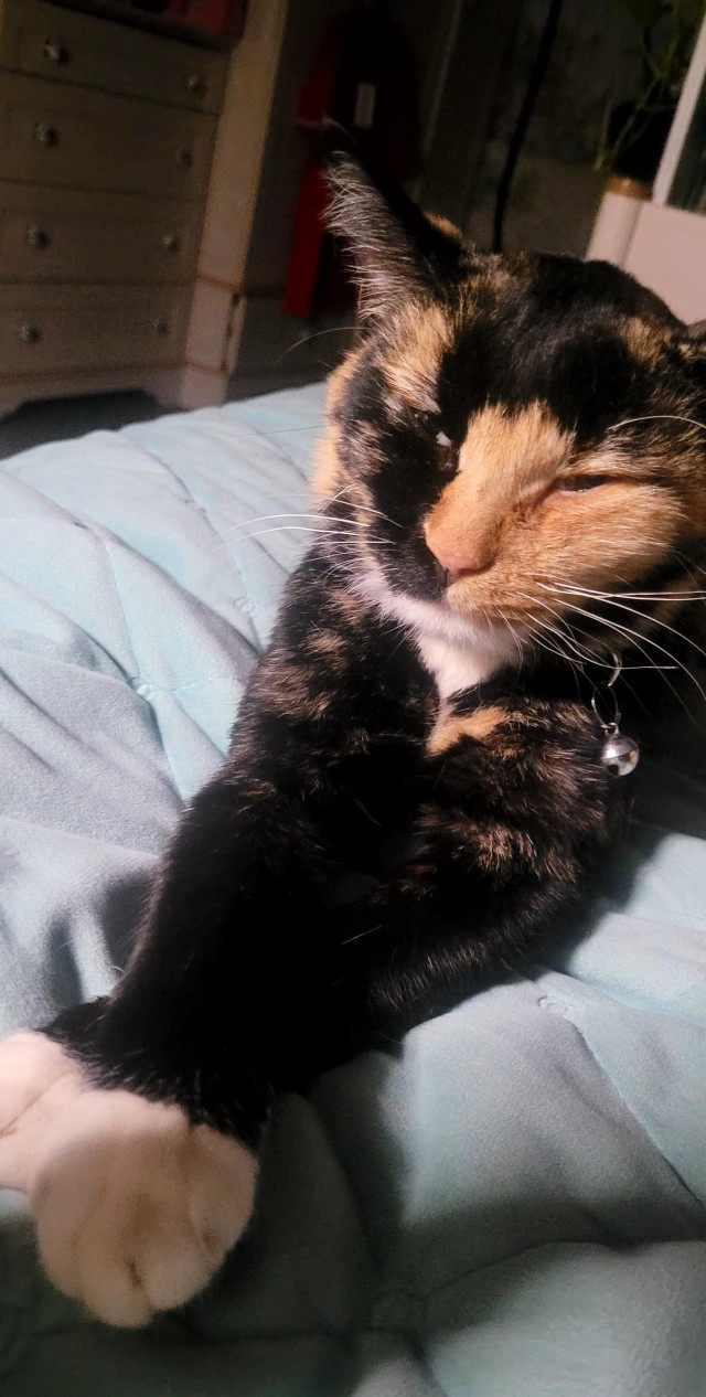 А котовторник уже пришёл?