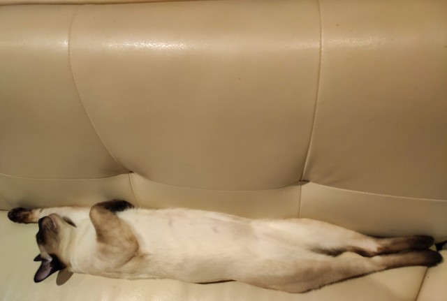 Хищник уснул с добычей