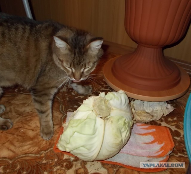 Воспитывают корзиночку