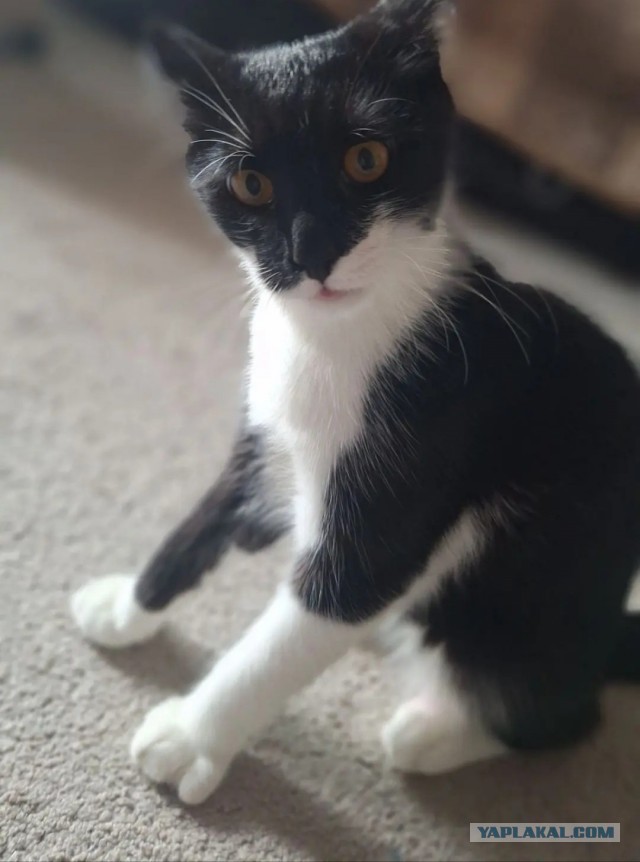 Котское.
