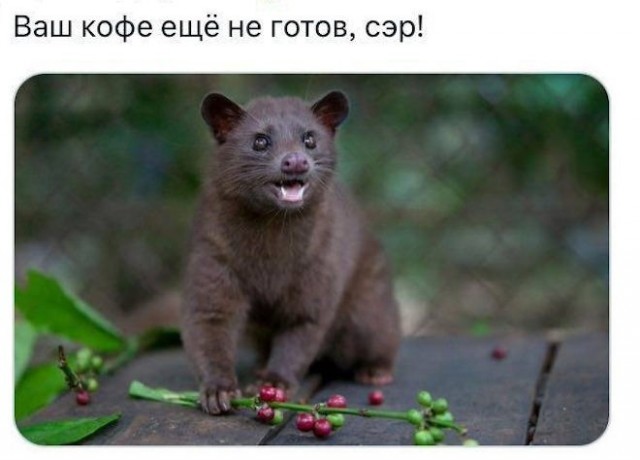 Веселые картинки в пятницу (10.07)