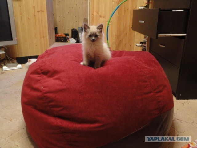 Котовторник  30.07.2013