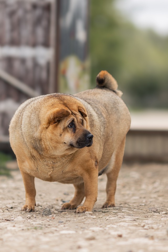 Знакомьтесь, это Нюша
