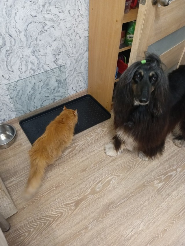 Котовторник же