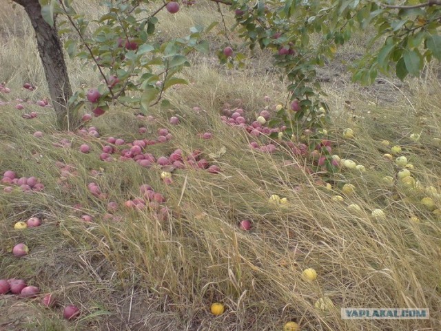 Фото с Nokia 6288