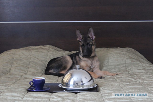 О, my dog