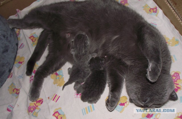Котовторник  25.03.2014