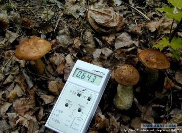 Припять через 30 лет