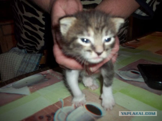 Жизнь домашнего приюта для котеек 15