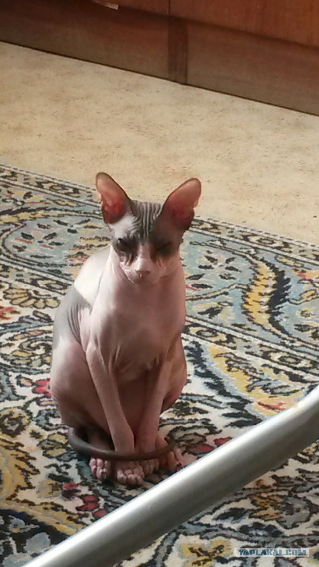Котовторник 21.10.2014