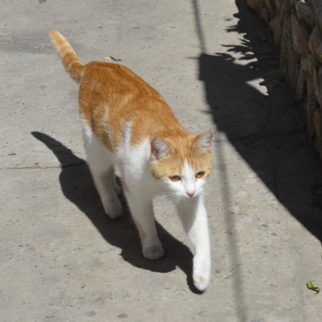 Моим котам
