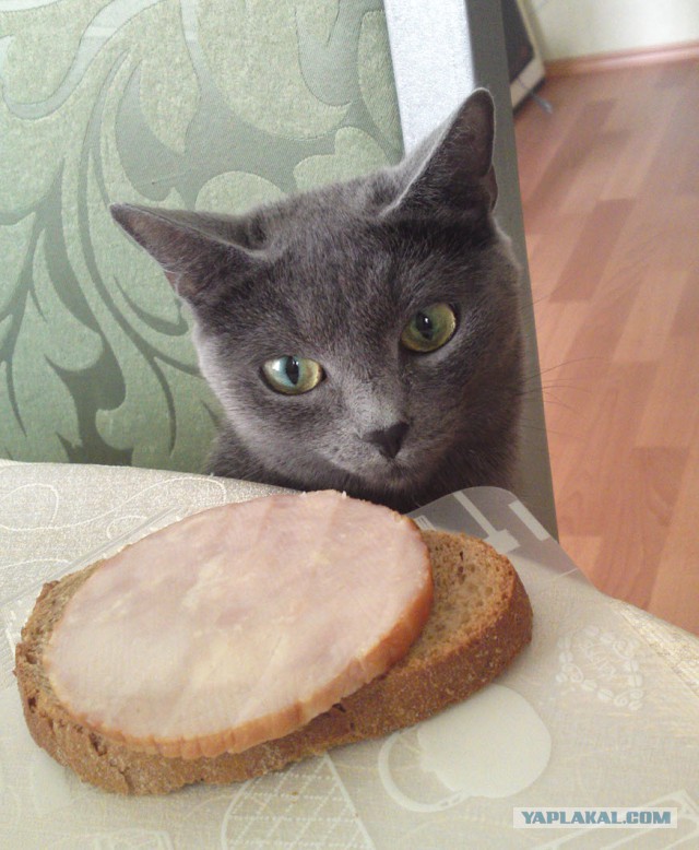 Котовторник 24.03.2015