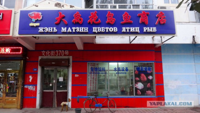 Русские вывески в Китае