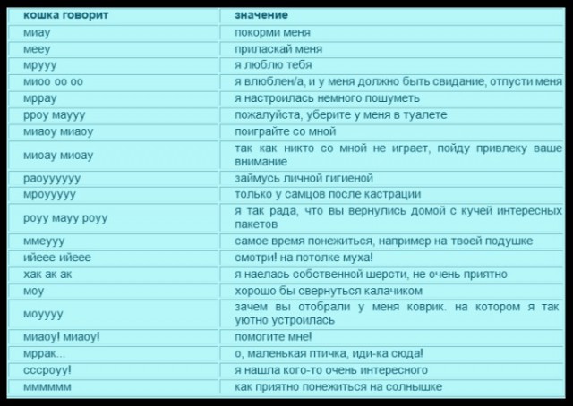 О чем бы рассказали кошки