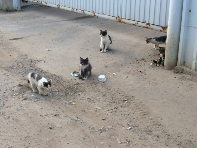 Котовторник