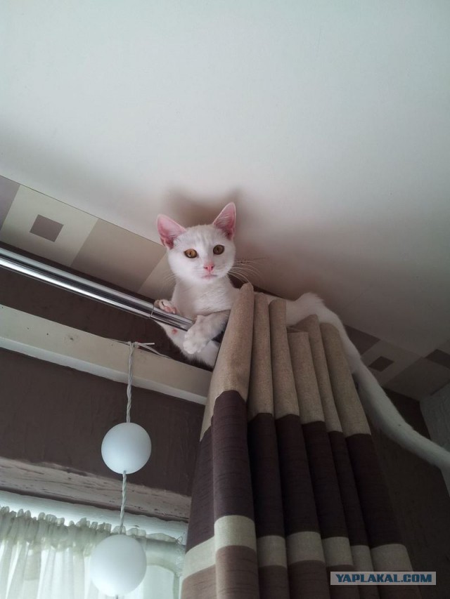 Кот и занавеска.