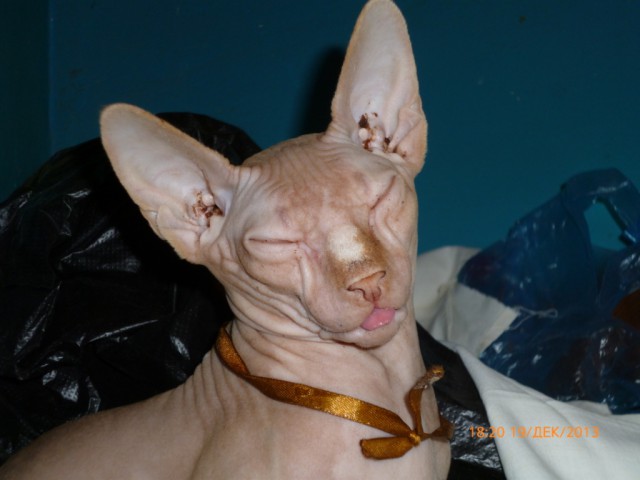 Мой кот, мои правила!