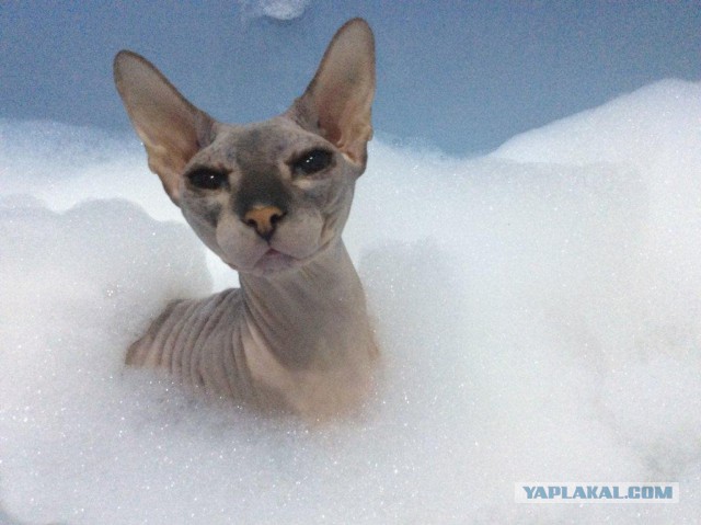 Котовторник 22.03.2016