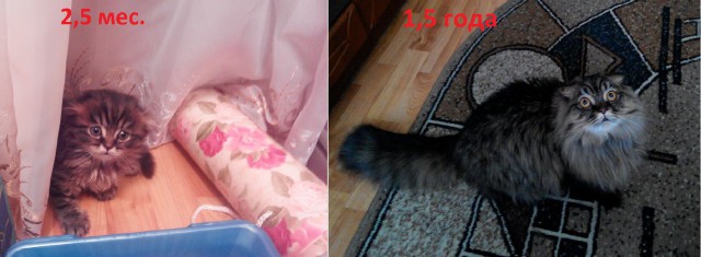 25 котят, которые так быстро выросли