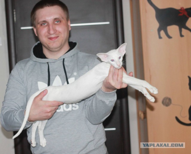 КотоВторник 26.04.2016