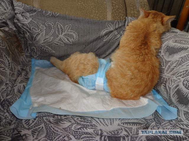Котовторник 13.06.2017