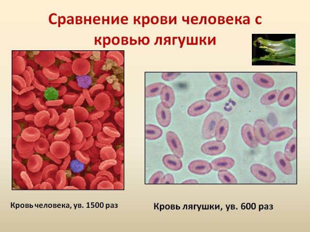 Динозавры исчезли недавно, оставшихся добили в 19 веке