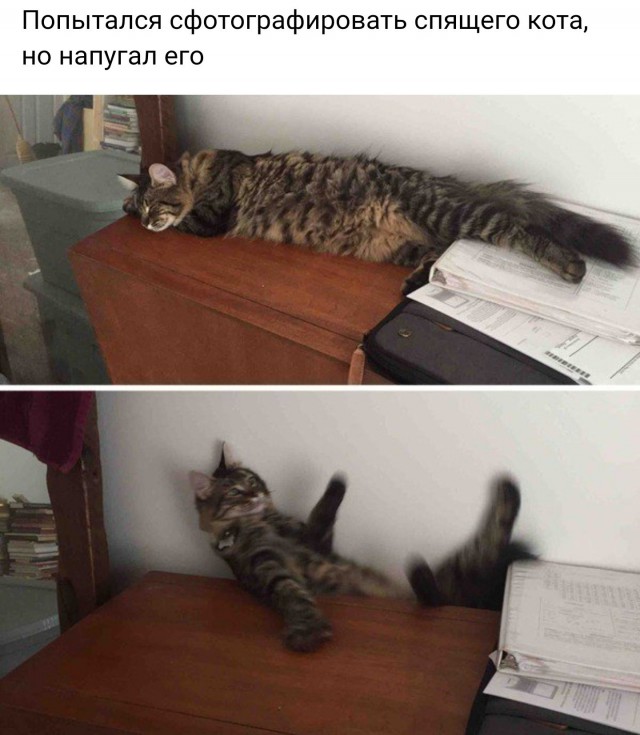 Прикольных котов пост