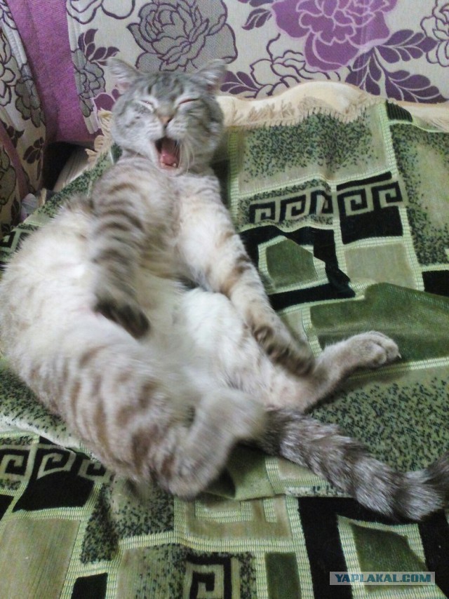Котовторник 20.02.18