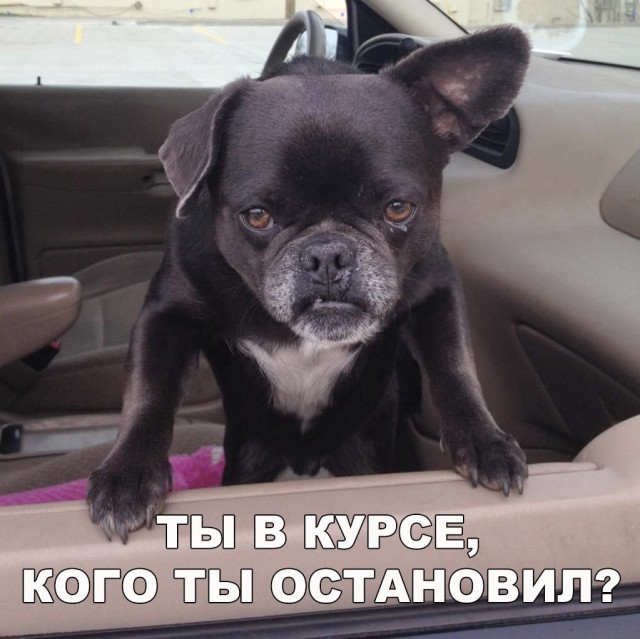 Прикольные картинки обо всём