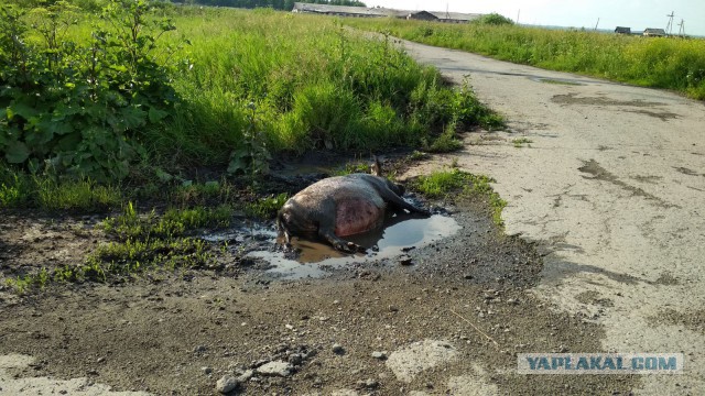 "Мааааам! Клубнику жрут!"