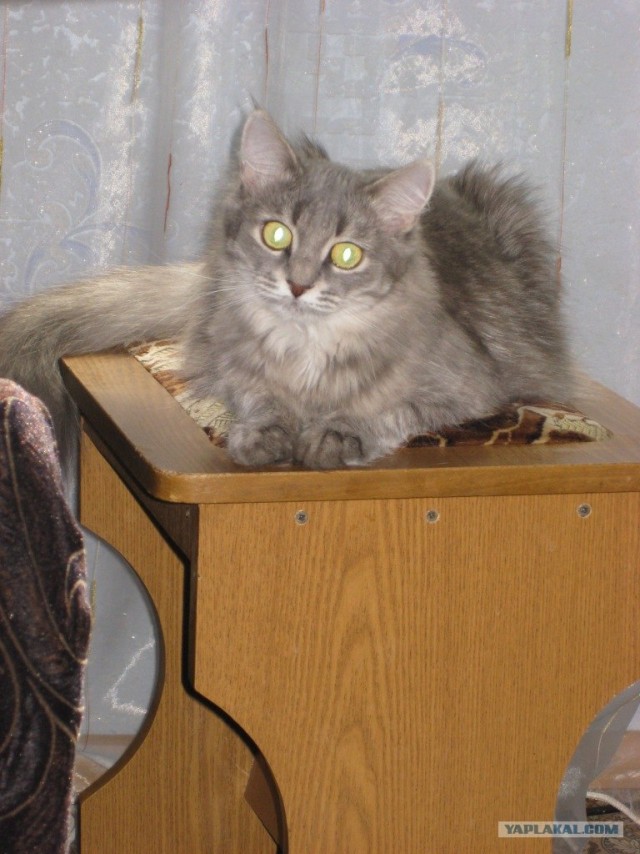 Котовторник на вторник, Котовторник