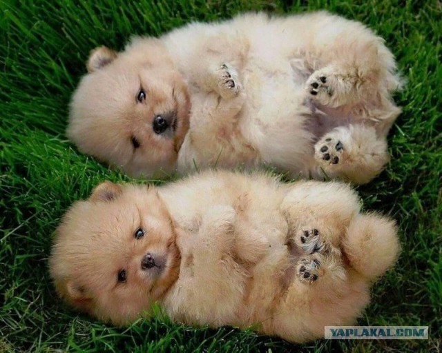 Немного милых жипегов