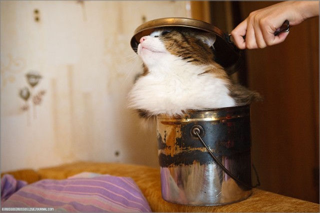 Бюджетная кошачья переноска