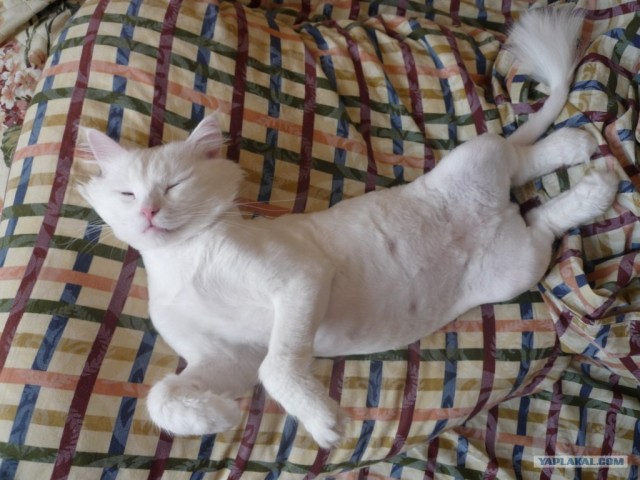 Котовторник на 24 августа