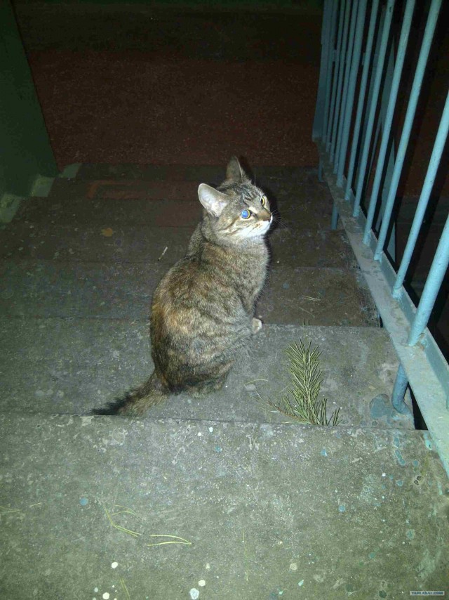 Котовторник (24. 01. 2012 )