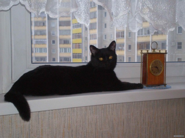 КОТОВТОРНИК (6.03.2012)