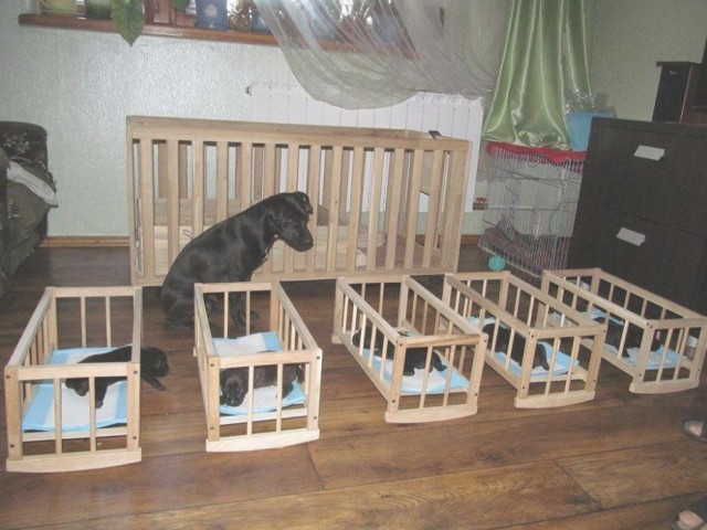 Живность из сети