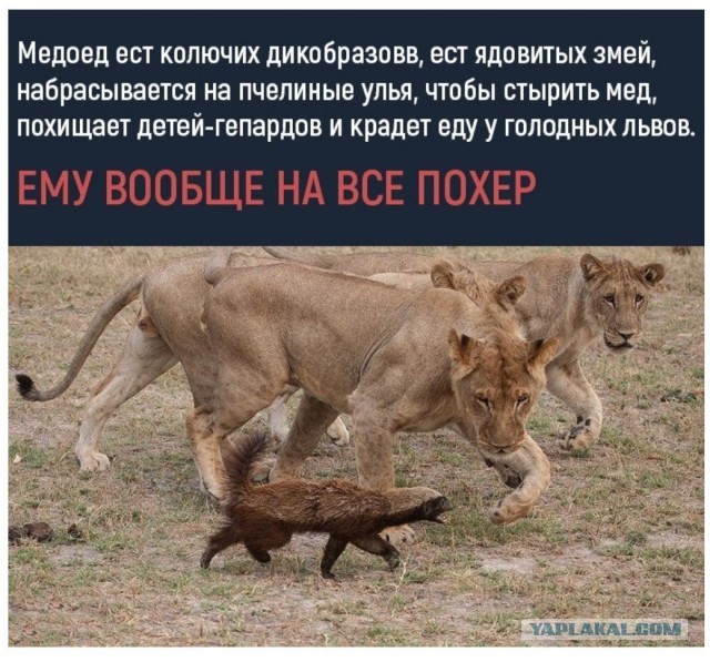 Мангуст отбился от нападения четырех львов в Кении