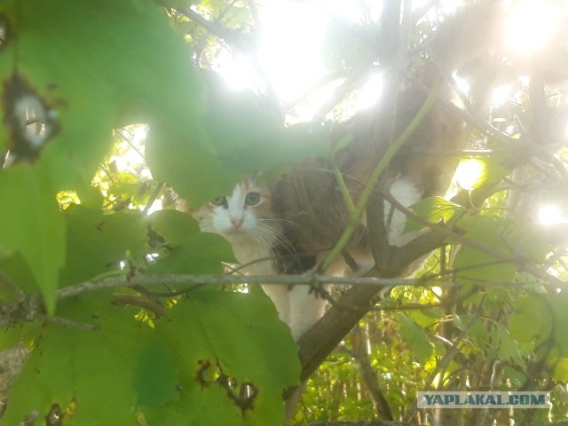 Задорные заборные котэ