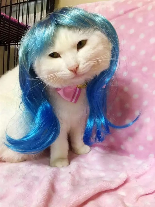 Эти забавные животные