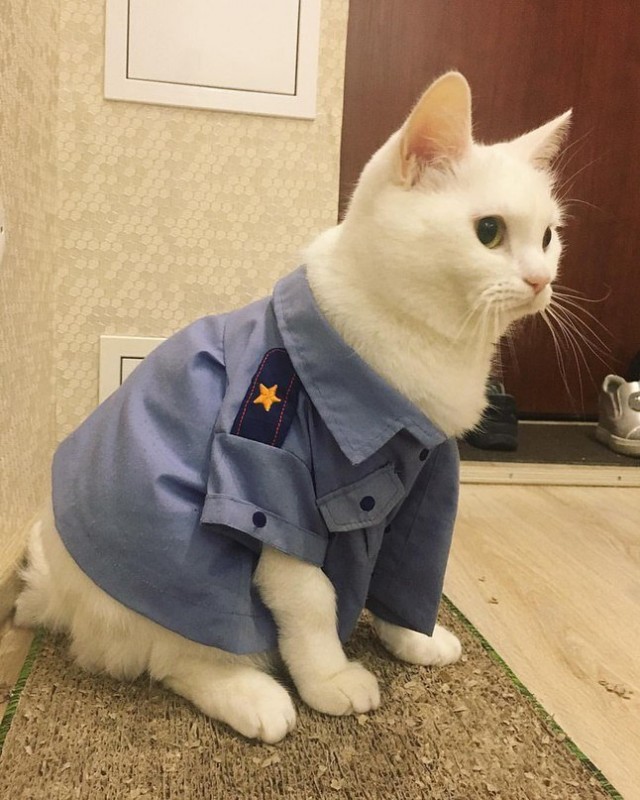 Эти забавные животные