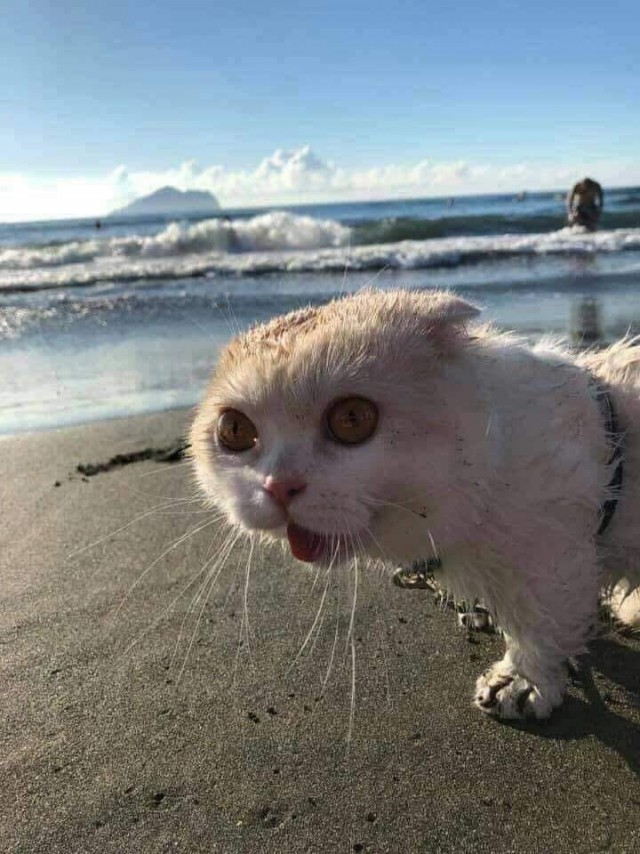 Эти забавные животные