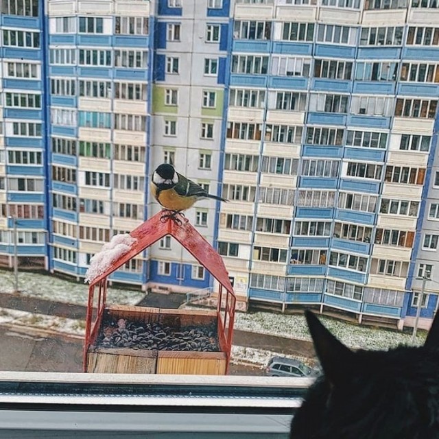 Уличные котаны